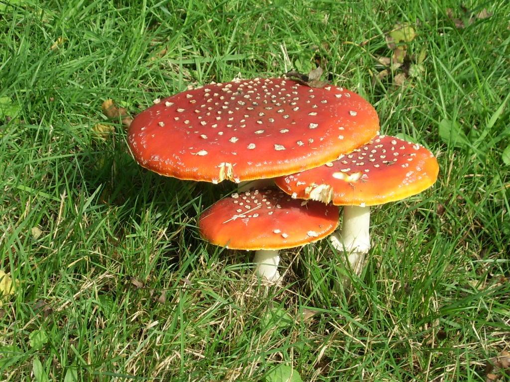 Bosbeekvallei Opoeteren Luaran gambar